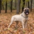 Oficiální standard bullmastiff